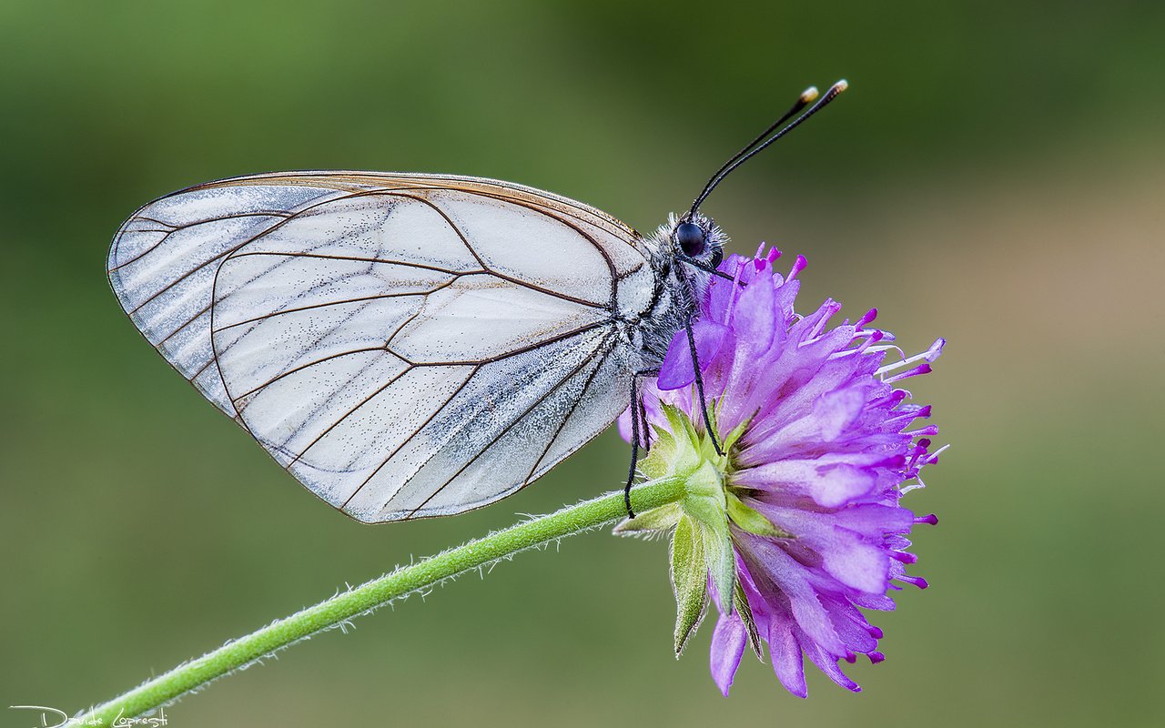 Обои насекомое, цветок, бабочка, крылья, davide lopresti, боярышница, insect, flower, butterfly, wings, the aporia crataegi разрешение 2000x1335 Загрузить