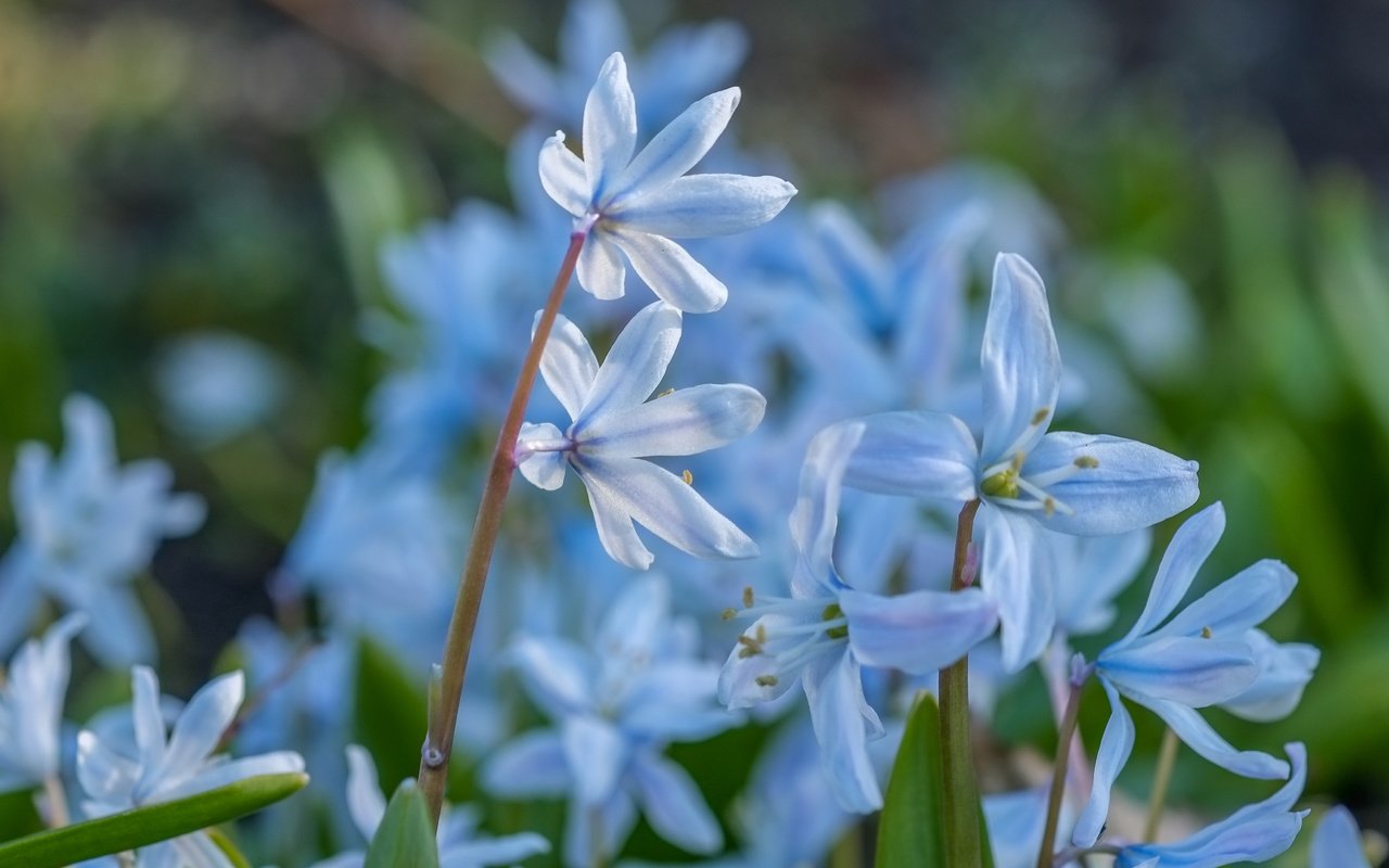 Обои цветы, весна, пролеска, flowers, spring, scilla разрешение 4896x2760 Загрузить