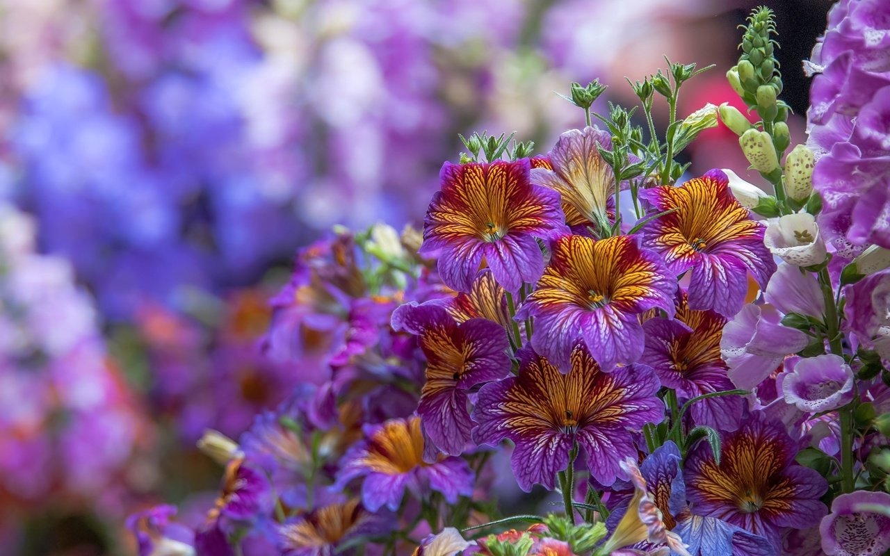 Обои цветы, макро, дигиталис, наперстянка, сальпиглосис, flowers, macro, digitalis, salpiglossis разрешение 2048x1347 Загрузить