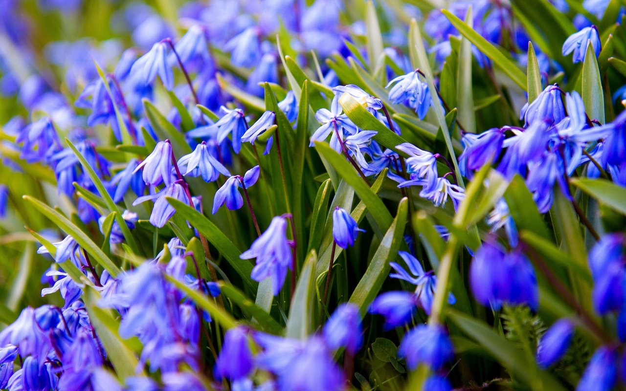 Обои цветы, весна, синие, подснежники, пролеска, flowers, spring, blue, snowdrops, scilla разрешение 3000x1688 Загрузить