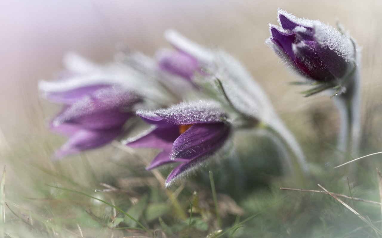 Обои цветы, трава, весна, анемон, сон-трава, прострел, flowers, grass, spring, anemone, sleep-grass, cross разрешение 2048x1365 Загрузить