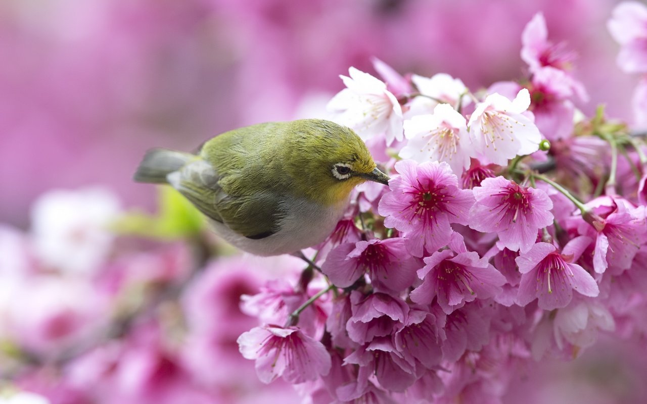 Обои цветы, ветка, птица, весна, сакура, белоглазка, flowers, branch, bird, spring, sakura, white-eyed разрешение 2048x1365 Загрузить