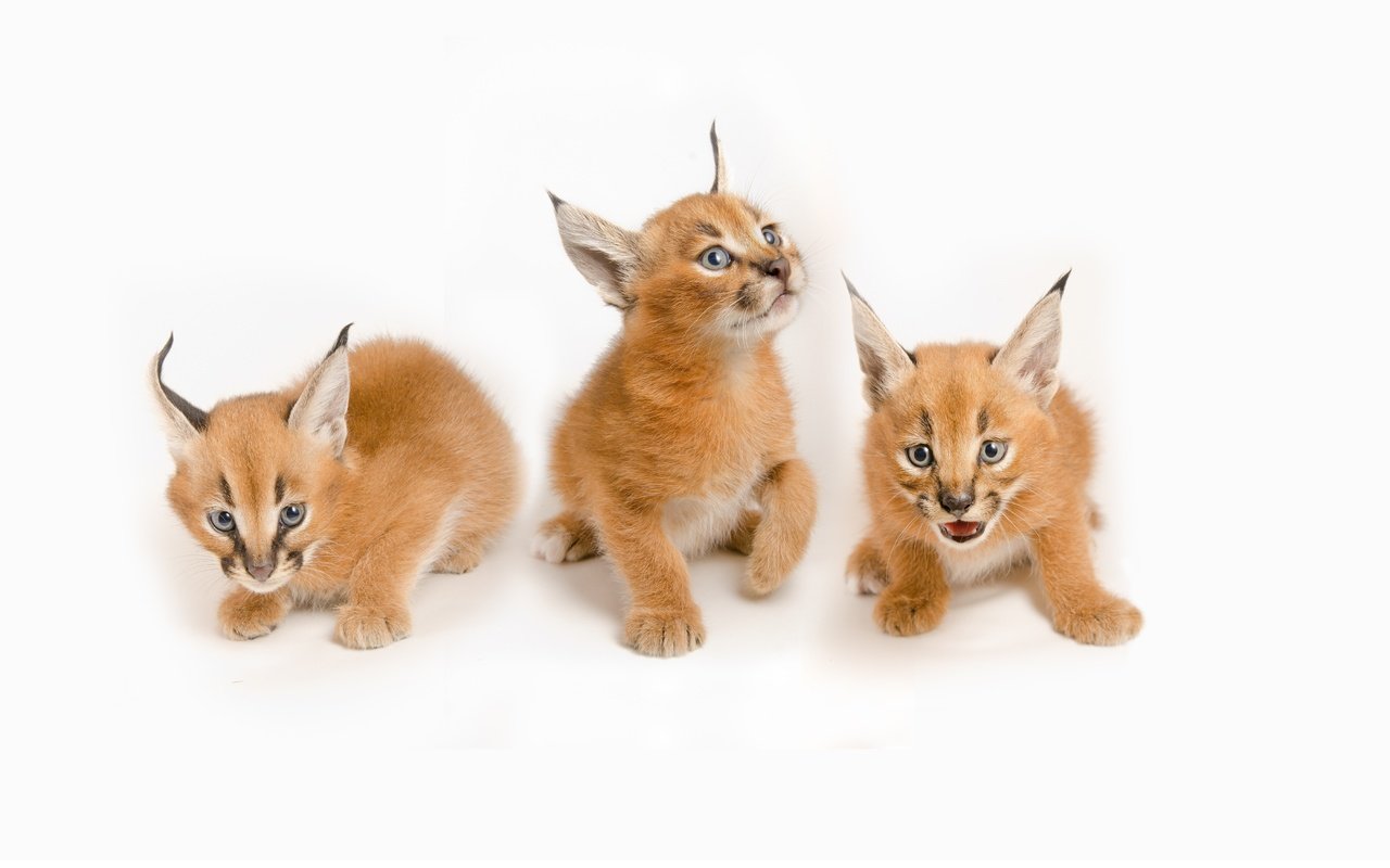 Обои дикие кошки, котята, каракал, степная рысь, wild cats, kittens, caracal, steppe lynx разрешение 8000x4500 Загрузить