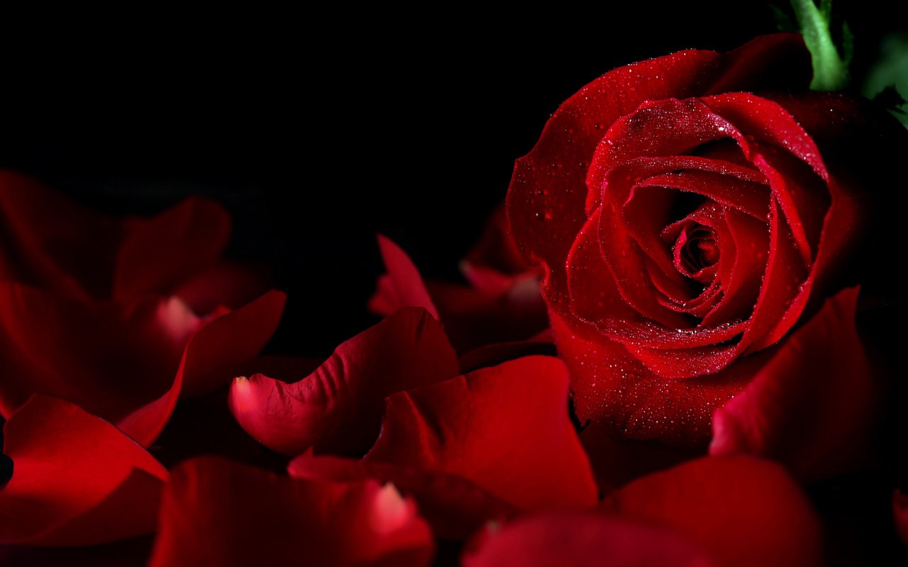 Обои макро, цветок, капли, роза, лепестки, красный, черный фон, macro, flower, drops, rose, petals, red, black background разрешение 5616x3744 Загрузить