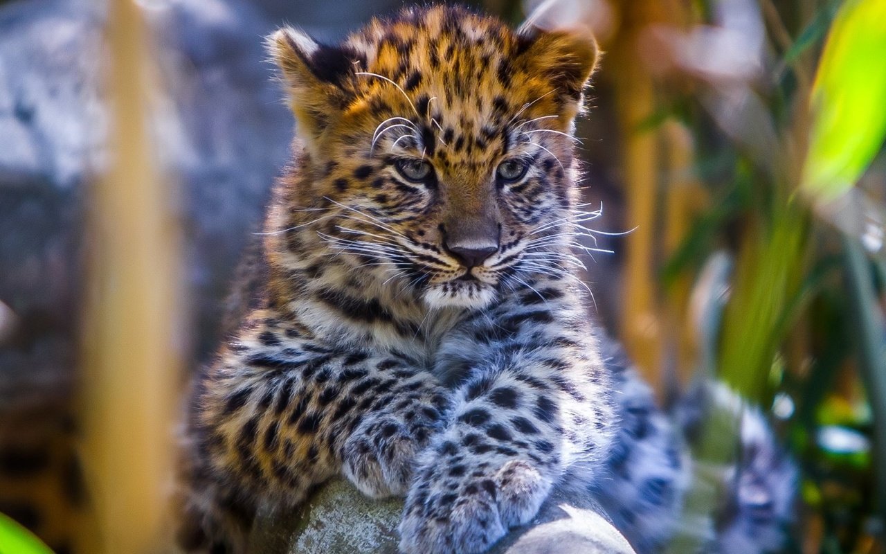 Обои глаза, мордочка, взгляд, леопард, детеныш, eyes, muzzle, look, leopard, cub разрешение 1920x1080 Загрузить