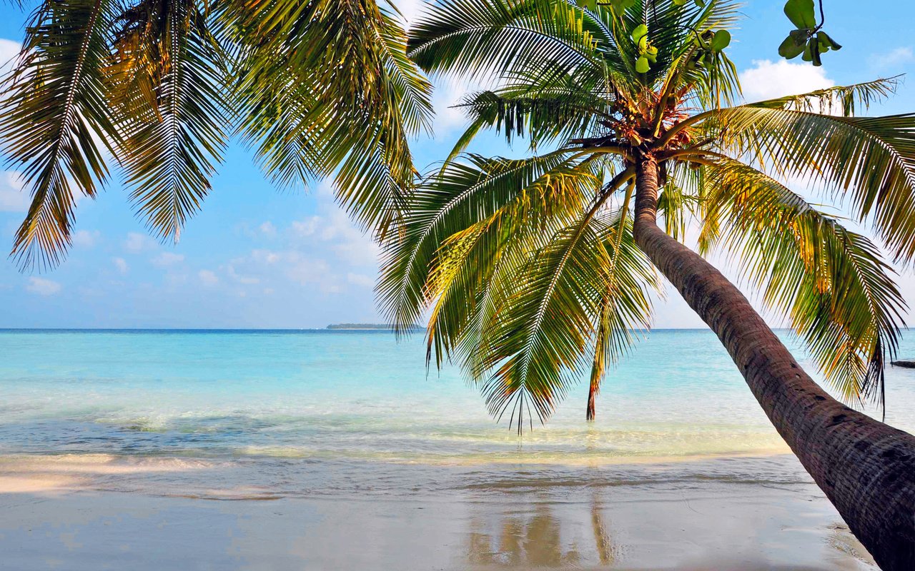 Обои море, пляж, пальмы, отдых, остров, тропики, sea, beach, palm trees, stay, island, tropics разрешение 3158x2057 Загрузить
