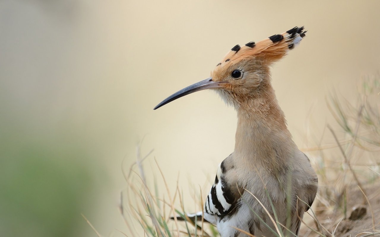 Обои природа, фон, птица, клюв, перья, удод, nature, background, bird, beak, feathers, hoopoe разрешение 2048x1359 Загрузить