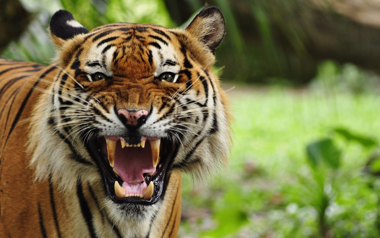 Обои тигр, морда, кошка, ярость, клыки, хищник, пасть, tiger, face, cat, rage, fangs, predator, mouth разрешение 1920x1200 Загрузить