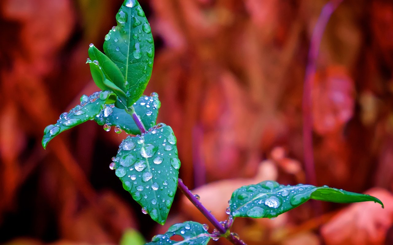 Обои ветка, природа, листья, макро, фон, роса, капли, branch, nature, leaves, macro, background, rosa, drops разрешение 2560x1707 Загрузить