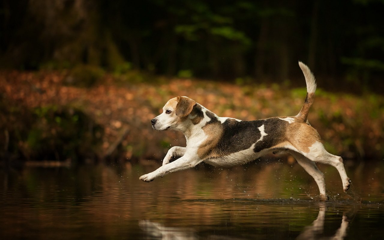 Обои вода, собака, брызги, бег, хвост, бигль, water, dog, squirt, running, tail, beagle разрешение 1920x1200 Загрузить