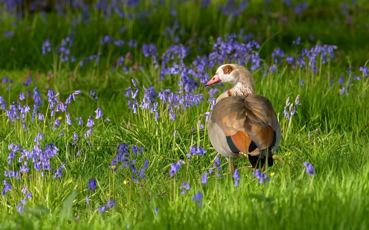 Обои цветы, трава, птица, клюв, перья, утка, flowers, grass, bird, beak, feathers, duck разрешение 2048x1152 Загрузить