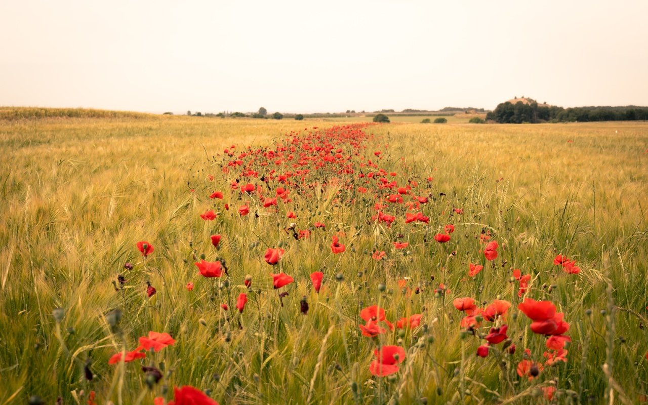 Обои цветы, поле, горизонт, лето, маки, колосья, flowers, field, horizon, summer, maki, ears разрешение 6000x4000 Загрузить