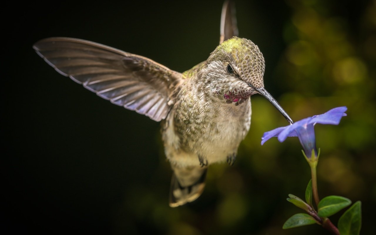 Обои макро, цветок, крылья, птица, клюв, колибри, боке, macro, flower, wings, bird, beak, hummingbird, bokeh разрешение 2000x1334 Загрузить