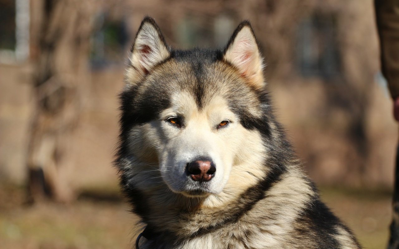 Обои морда, портрет, взгляд, собака, маламут, face, portrait, look, dog, malamute разрешение 1920x1280 Загрузить