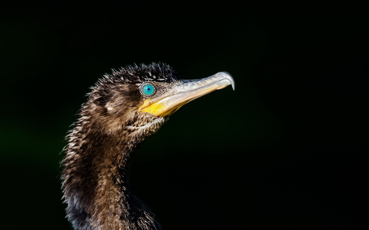 Обои птица, клюв, черный фон, баклан, phalacrocorax brasilianus, bigua, bird, beak, black background, cormorant разрешение 2048x1323 Загрузить