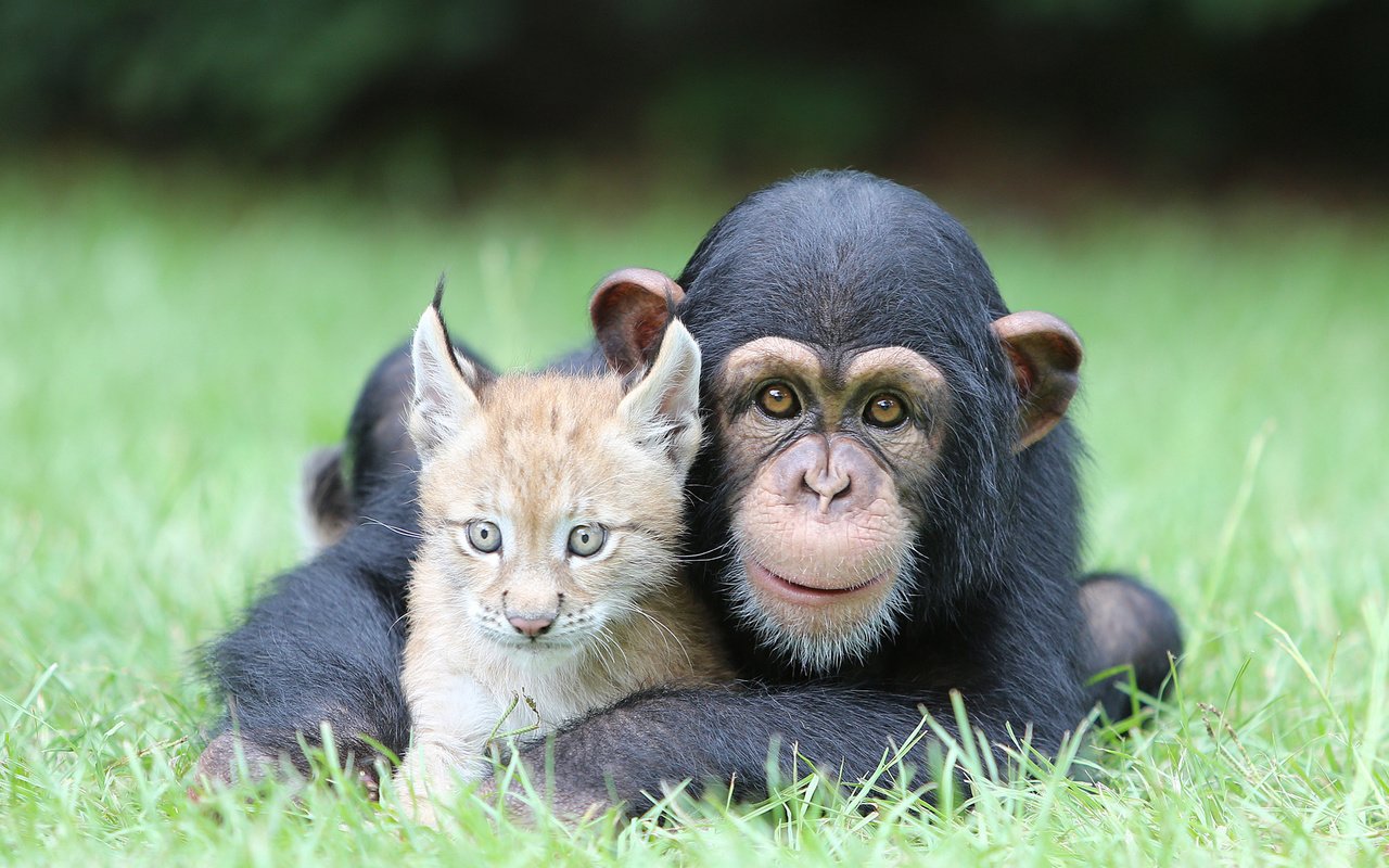 Обои трава, природа, рысь, животные, обезьяна, детеныши, шимпанзе, grass, nature, lynx, animals, monkey, cubs, chimpanzees разрешение 2000x1334 Загрузить