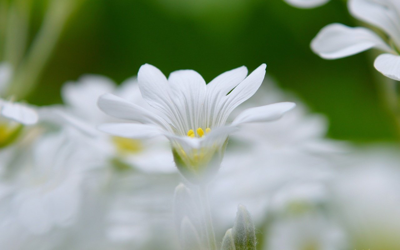 Обои цветы, весна, боке, белый цветок, flowers, spring, bokeh, white flower разрешение 3000x1822 Загрузить