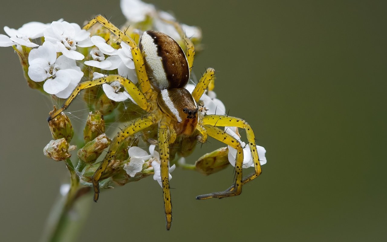 Обои ветка, природа, насекомое, фон, паук, цветки, охотник каёмчатый, branch, nature, insect, background, spider, flowers, hunter kamchatyi разрешение 2048x1365 Загрузить