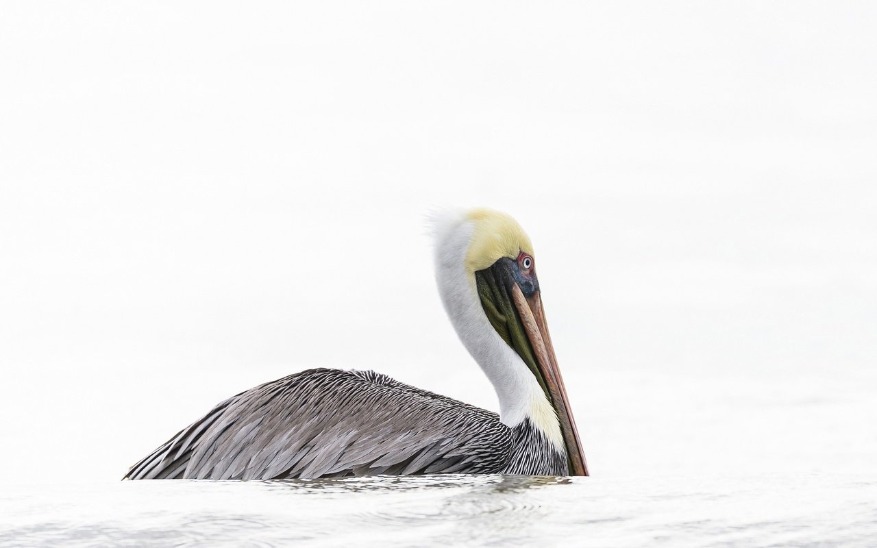 Обои вода, птица, клюв, пеликан, water, bird, beak, pelican разрешение 2048x1281 Загрузить