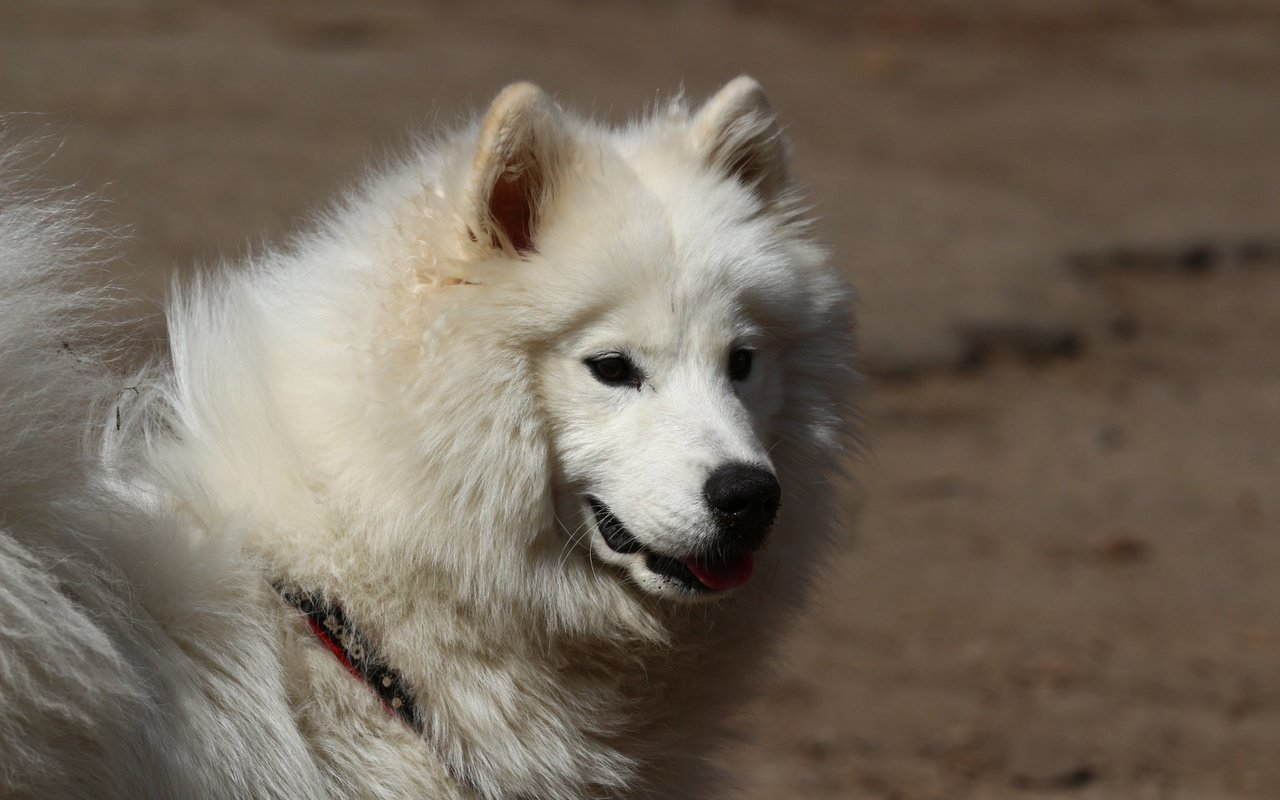 Обои взгляд, собака, лайка, самоед, look, dog, laika, samoyed разрешение 1920x1280 Загрузить