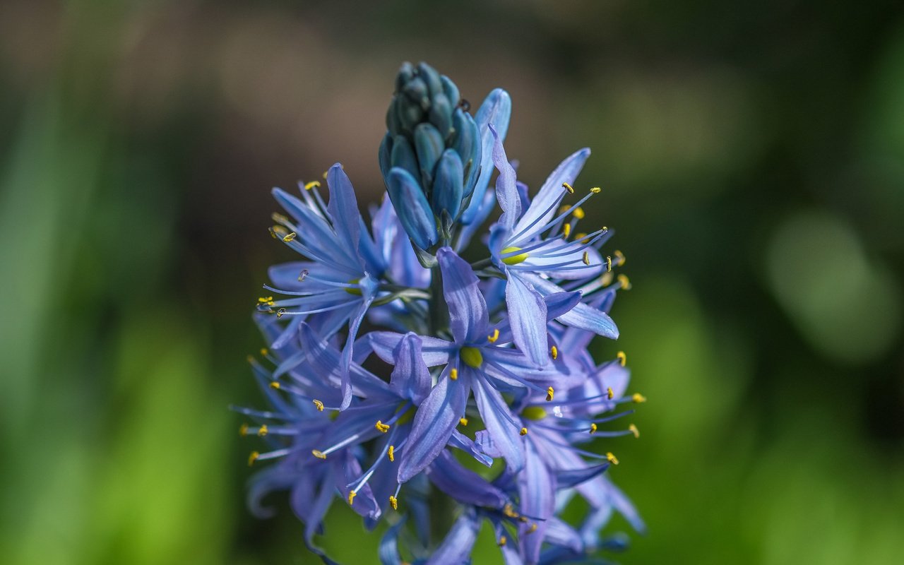 Обои цветы, размытость, растение, соцветия, агапантус, jazzmatica, flowers, blur, plant, inflorescence, agapanthus разрешение 4896x2760 Загрузить