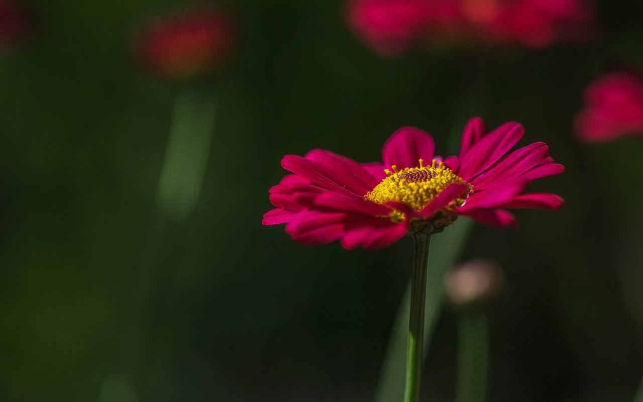 Обои цветок, лепестки, стебель, маргаритка, jazzmatica, flower, petals, stem, daisy разрешение 3843x2443 Загрузить