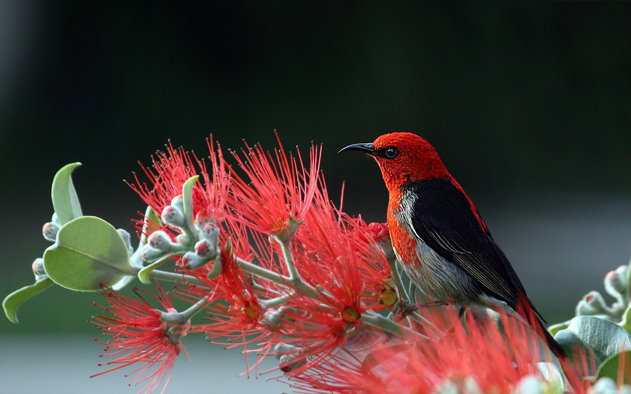 Обои природа, птица, хвост, оперение, алая мизомела, мизомела, nature, bird, tail, scarlet myzomela, myzomela разрешение 6165x4108 Загрузить