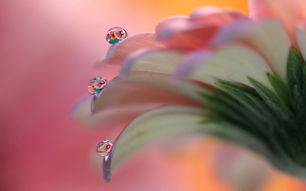 Обои макро, цветок, капли, лепестки, гербера, macro, flower, drops, petals, gerbera разрешение 2048x1365 Загрузить