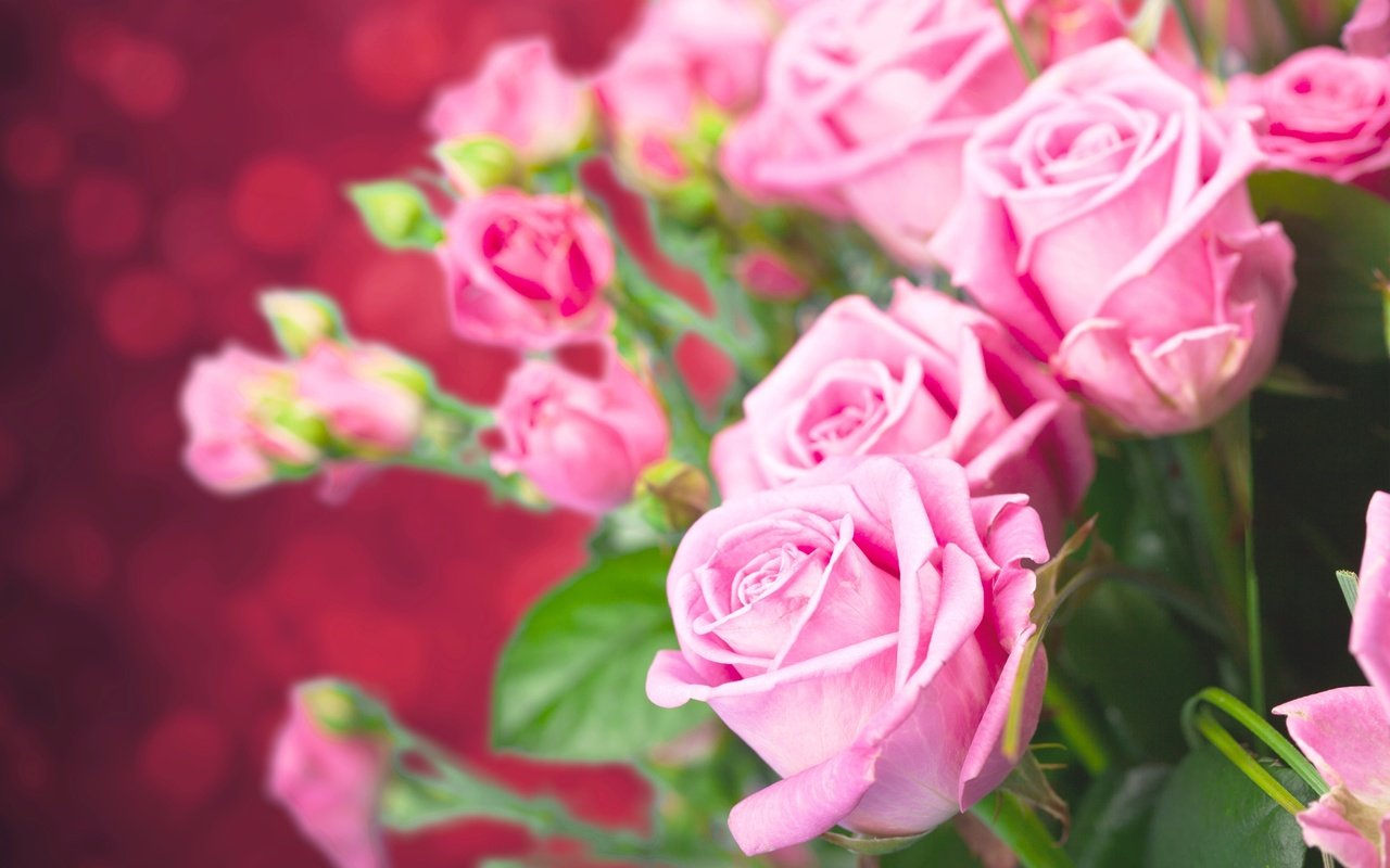 Обои цветы, бутоны, розы, боке, flowers, buds, roses, bokeh разрешение 5616x3744 Загрузить