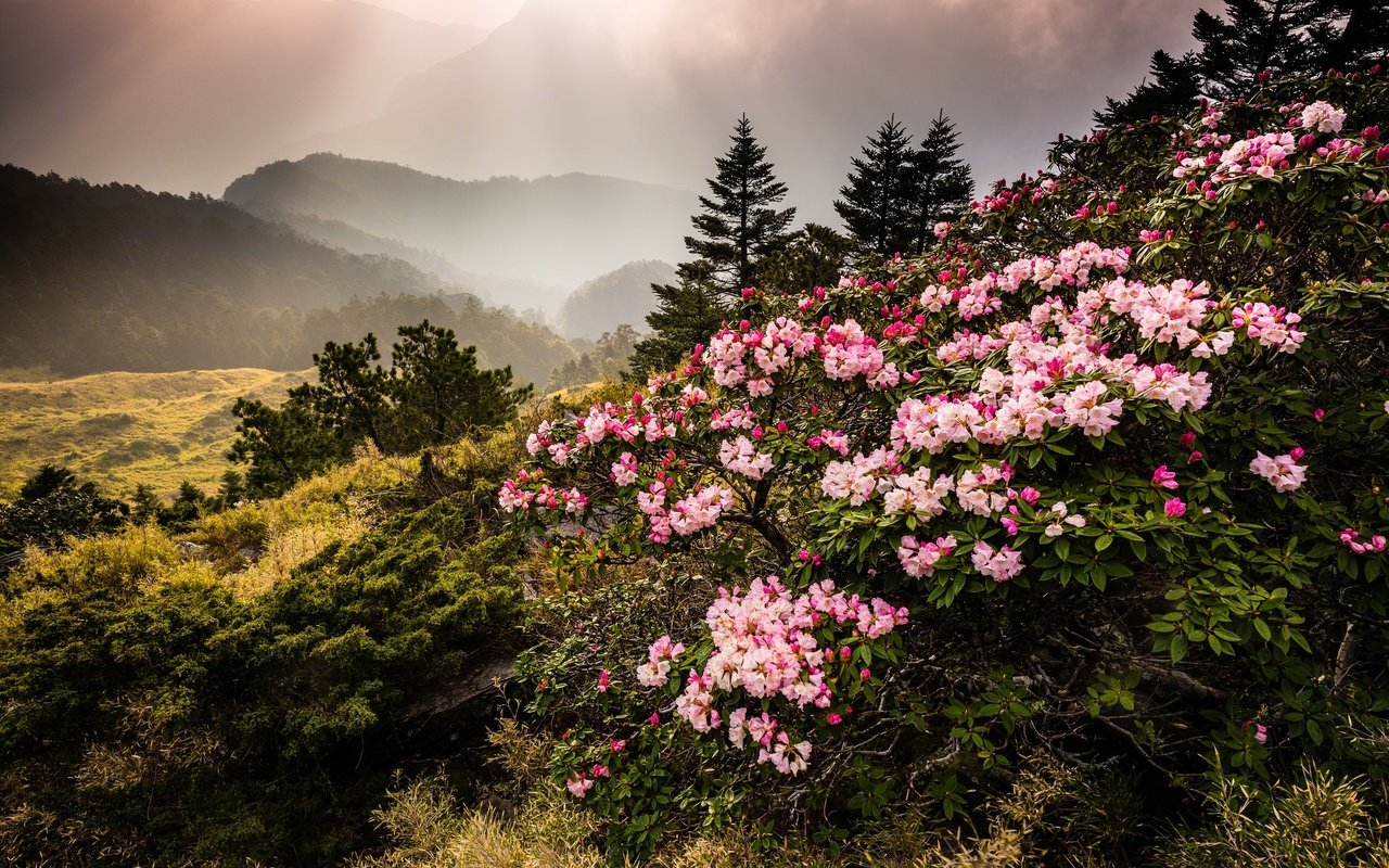 Обои цветы, горы, природа, туман, тайвань, азалия, рододендрон, jeff lee, flowers, mountains, nature, fog, taiwan, azalea, rhododendron разрешение 2048x1368 Загрузить