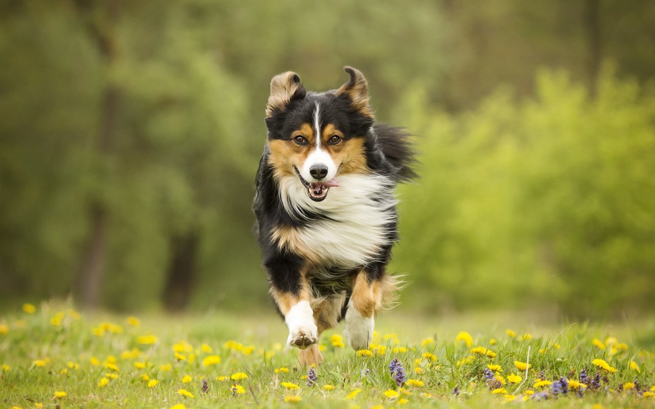 Обои цветы, собака, луг, прогулка, бег, flowers, dog, meadow, walk, running разрешение 6000x4000 Загрузить