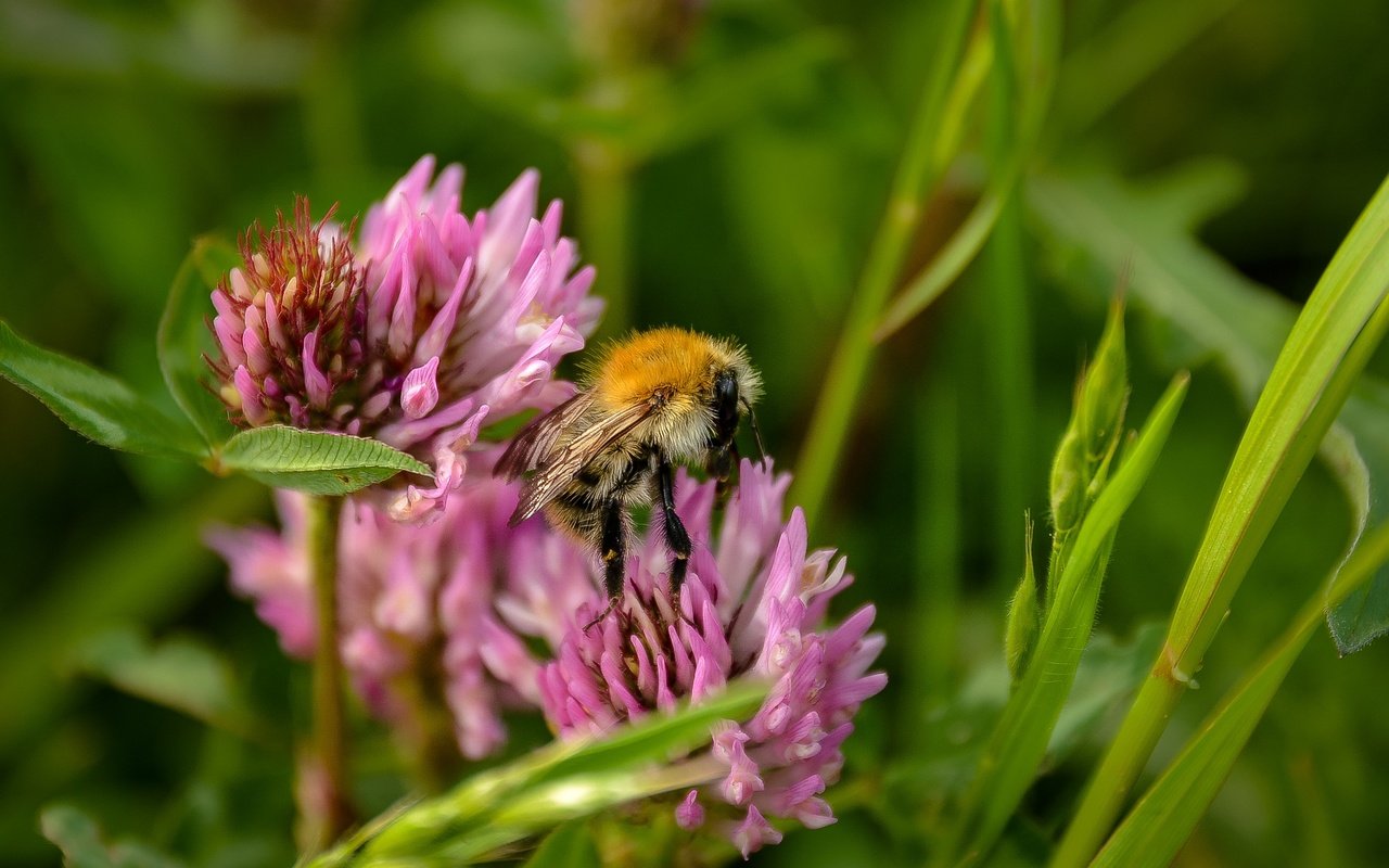 Обои цветы, трава, клевер, насекомое, пчела, полевые цветы, flowers, grass, clover, insect, bee, wildflowers разрешение 2319x1550 Загрузить