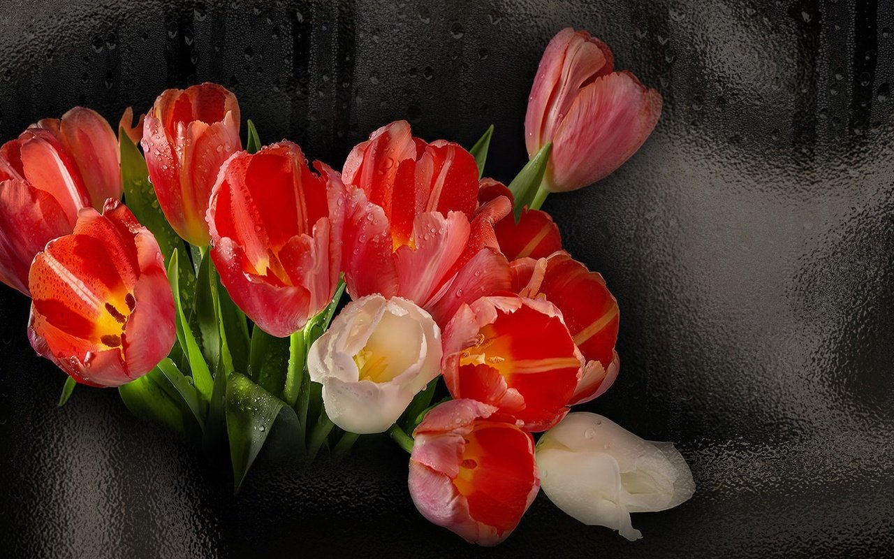 Обои цветы, черный фон, букет, тюльпаны, flowers, black background, bouquet, tulips разрешение 1920x1080 Загрузить
