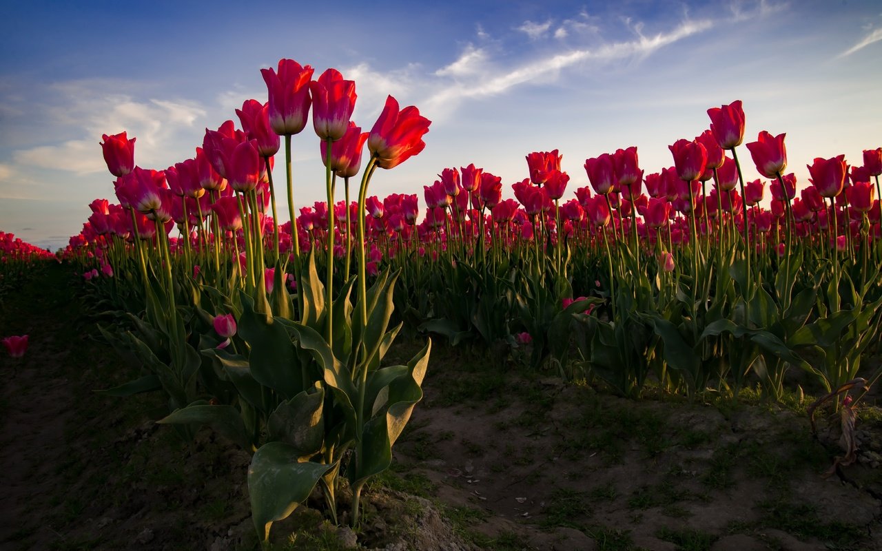 Обои цветы, поле, весна, тюльпаны, flowers, field, spring, tulips разрешение 6016x4016 Загрузить
