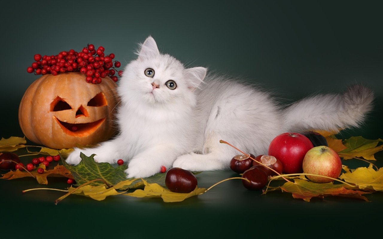 Обои листья, каштаны, кот, шотландская, яблоки, длинношерстная, кошка, осень, ягоды, животное, хэллоуин, тыква, pumpkin, leaves, chestnuts, cat, scottish, apples, longhair, autumn, berries, animal, halloween разрешение 2048x1273 Загрузить