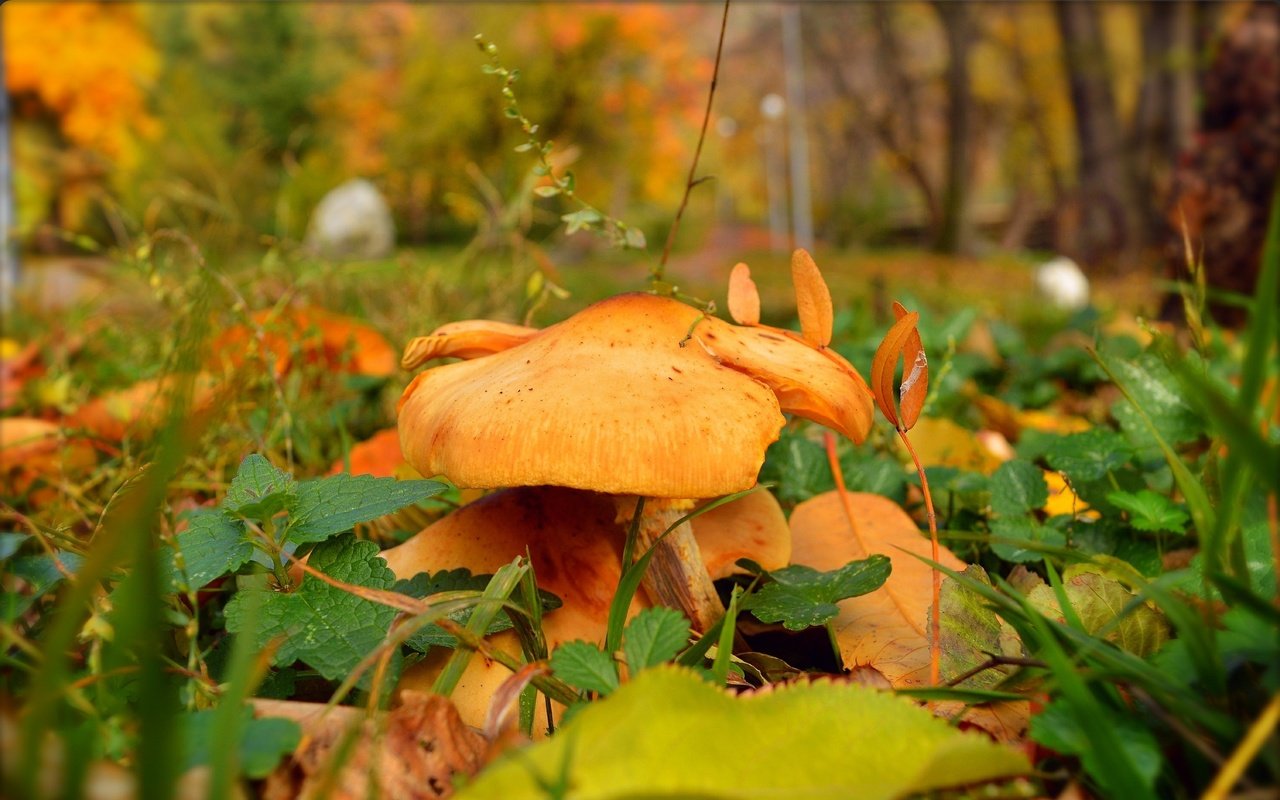 Обои природа, фон, листва, осень, грибы, nature, background, foliage, autumn, mushrooms разрешение 3000x1869 Загрузить
