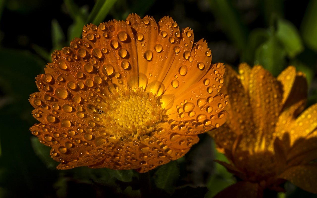 Обои цветы, макро, капли, лепестки, календула, ноготки, flowers, macro, drops, petals, calendula, marigolds разрешение 2048x1365 Загрузить