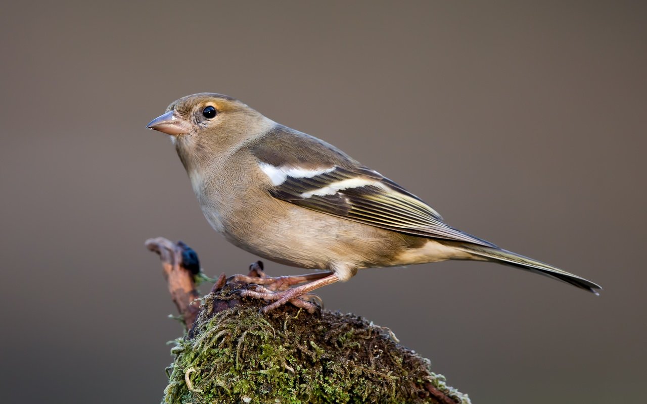 Обои птицы, птица, зяблик, самка, birds, bird, chaffinch, female разрешение 3481x2227 Загрузить