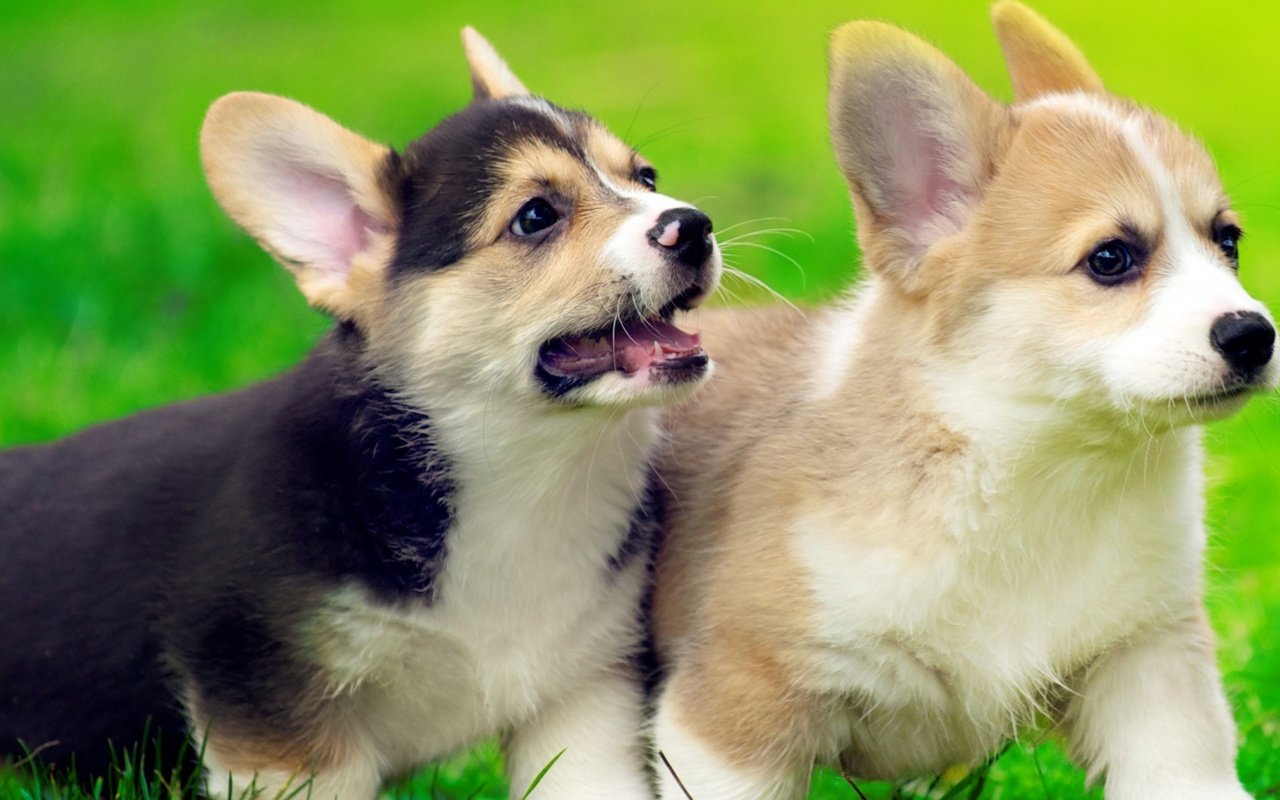 Обои трава, щенок, щенки, собаки, вельш-корги, корги, grass, puppy, puppies, dogs, welsh corgi, corgi разрешение 1920x1080 Загрузить