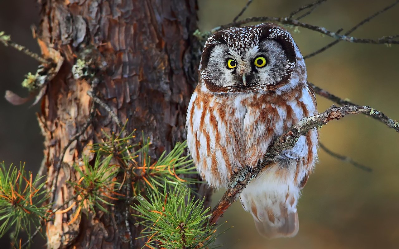 Обои сова, ветка, сидит, птица, ель, на, зеленоглазая, owl, branch, sitting, bird, spruce, on, green-eyed разрешение 2048x1365 Загрузить