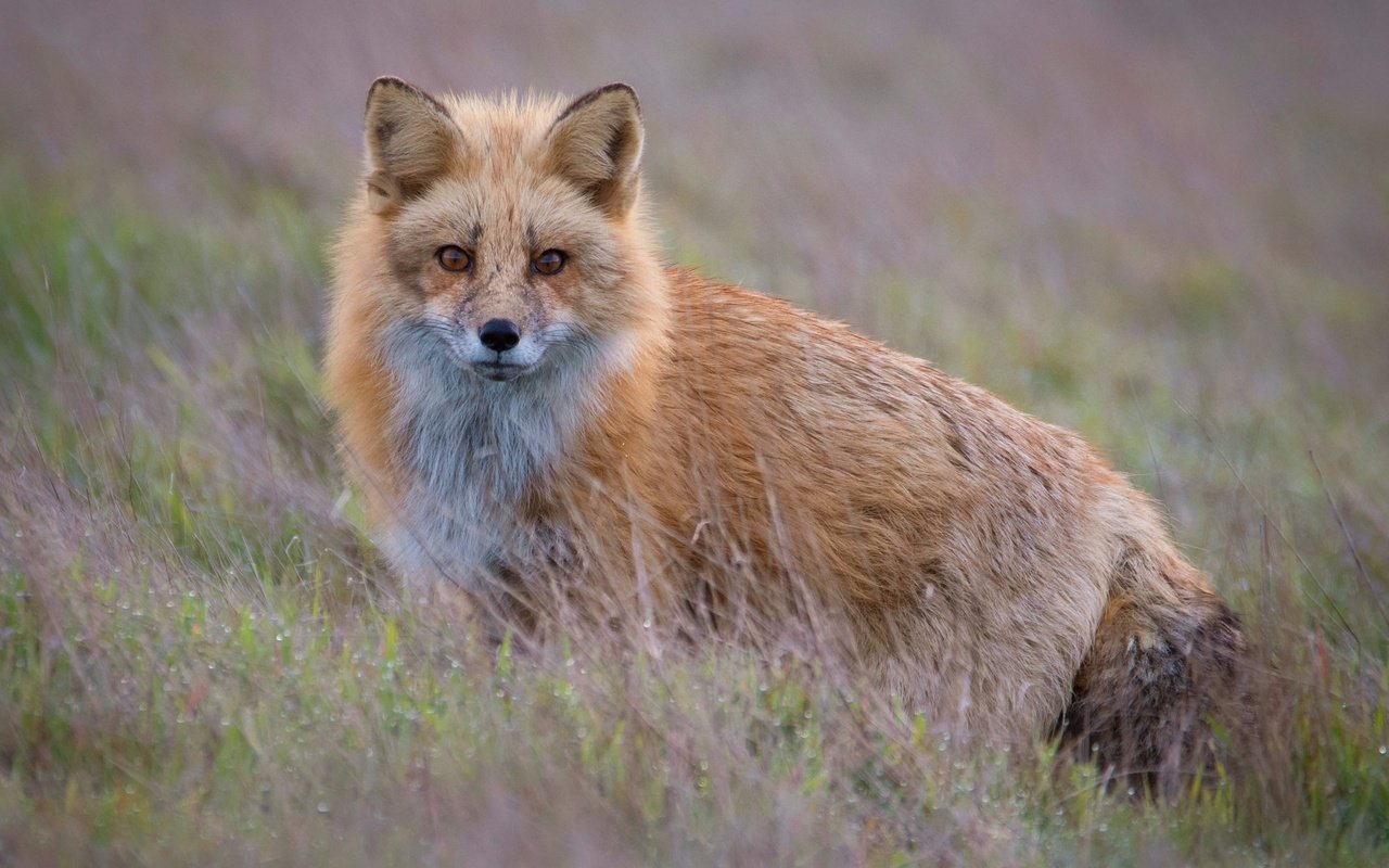 Обои трава, взгляд, рыжая, лиса, боке, grass, look, red, fox, bokeh разрешение 2560x1981 Загрузить