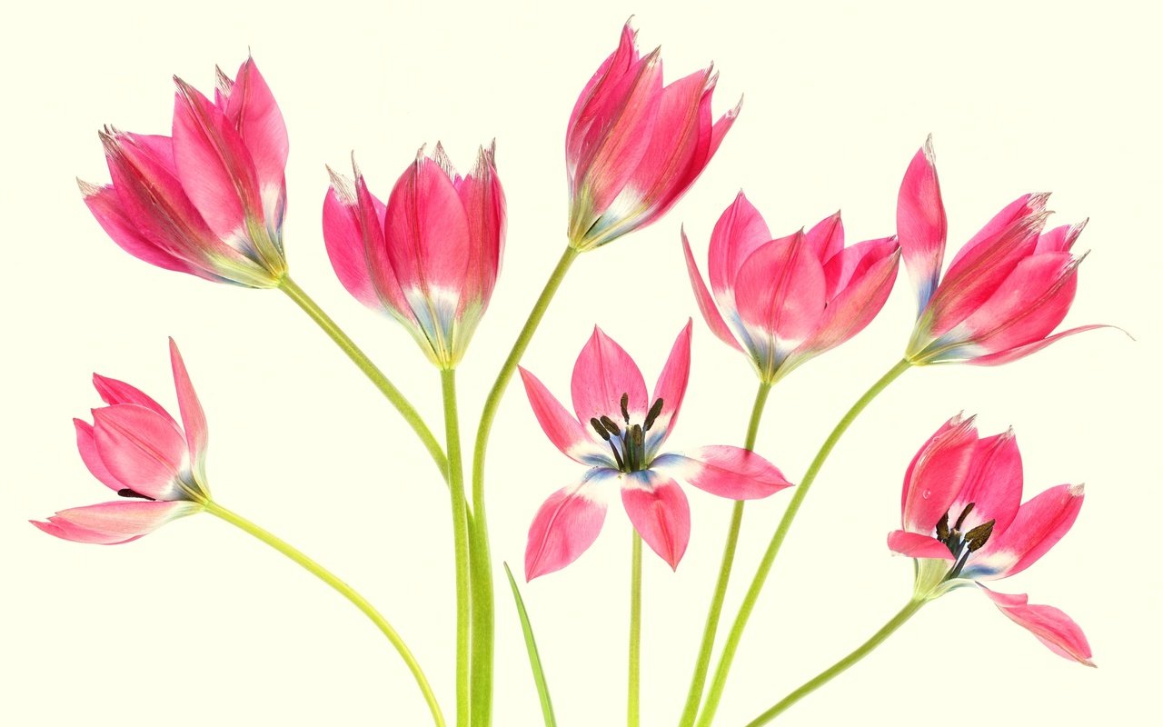 Обои цветы, фон, лепестки, тюльпаны, стебли, flowers, background, petals, tulips, stems разрешение 2048x1365 Загрузить
