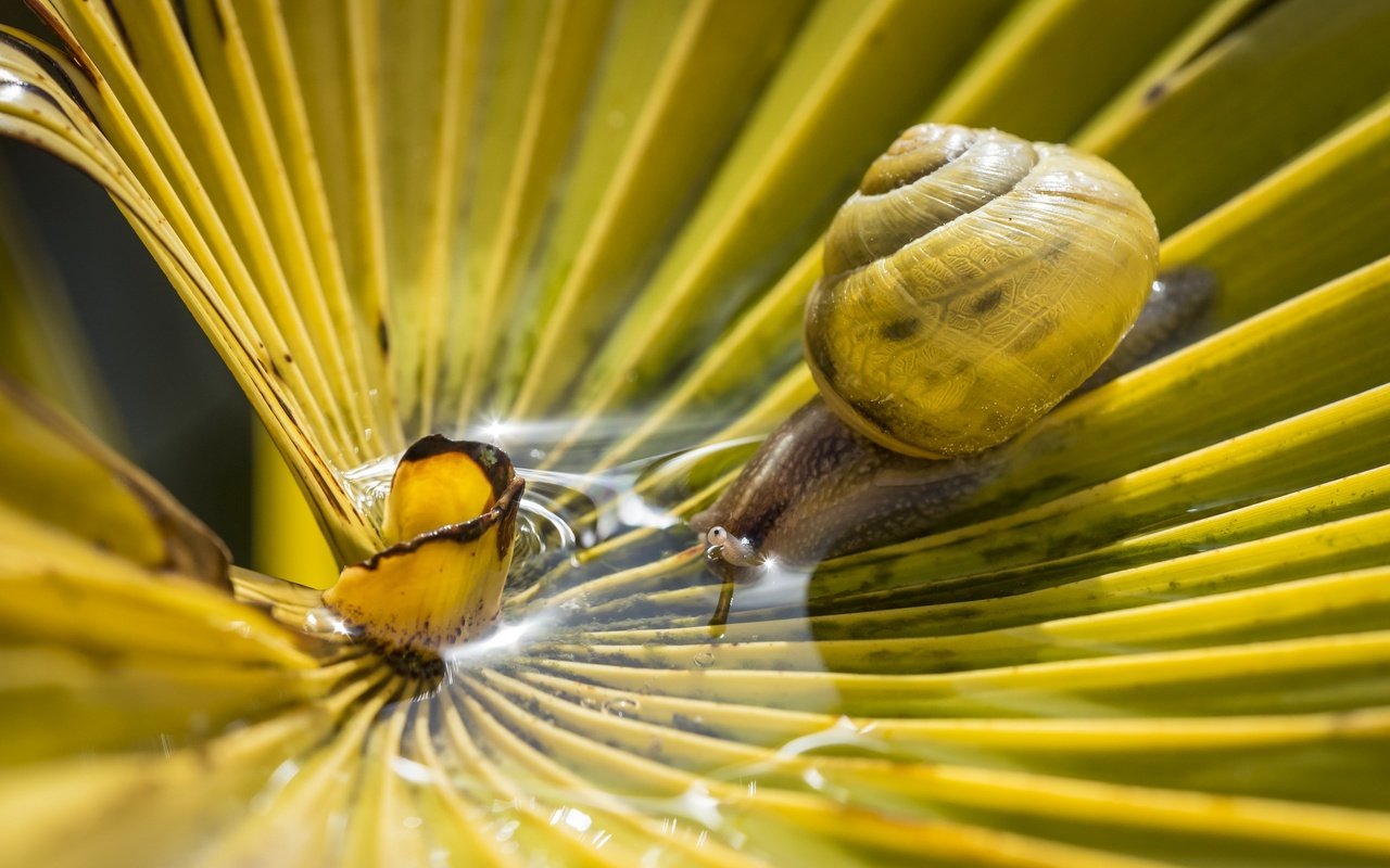 Обои вода, макро, лист, пальма, улитка, bertrand thiéfaine, water, macro, sheet, palma, snail разрешение 2560x1600 Загрузить