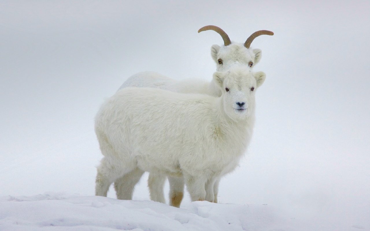 Обои зима, рога, канада, бараны, юкон, баран далла, winter, horns, canada, sheep, yukon, sheep dalla разрешение 1920x1200 Загрузить