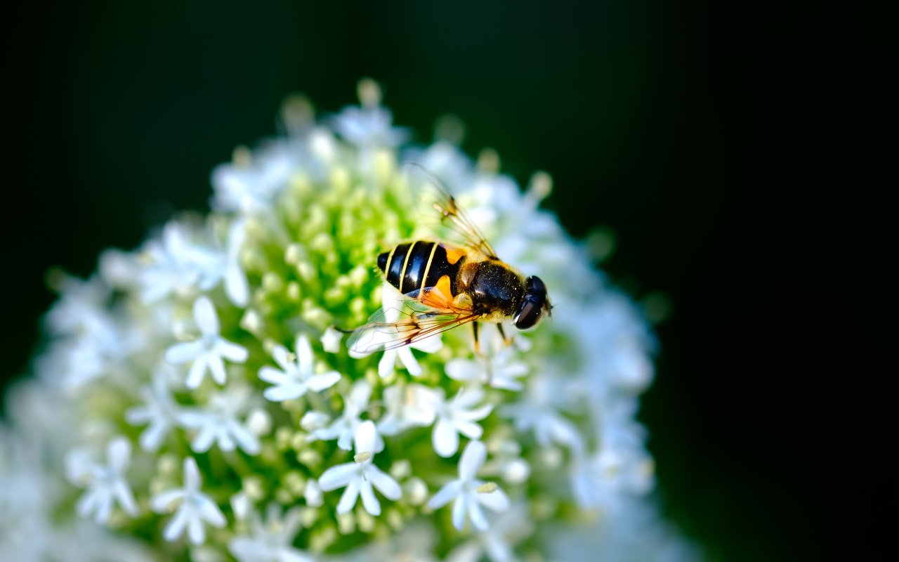 Обои насекомое, цветок, черный фон, муха, журчалка, jazzmatica, insect, flower, black background, fly, gorzalka разрешение 4896x2760 Загрузить