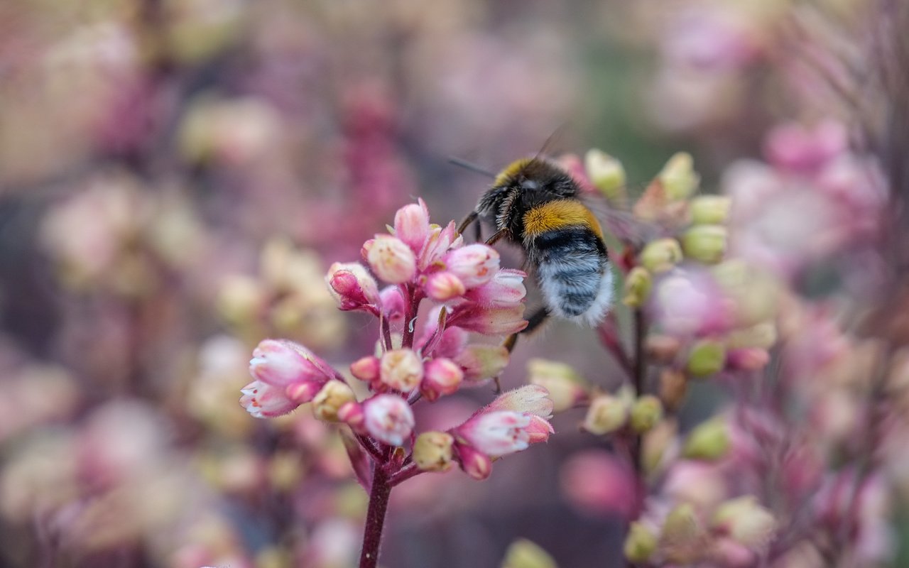 Обои цветы, природа, насекомое, пчела, jazzmatica, flowers, nature, insect, bee разрешение 4896x2760 Загрузить