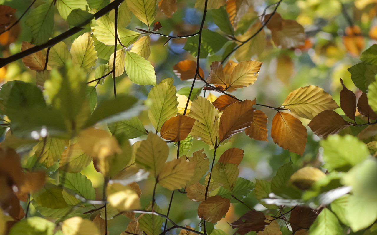 Обои природа, листья, макро, ветки, осень, вяз, nature, leaves, macro, branches, autumn, elm разрешение 1920x1200 Загрузить