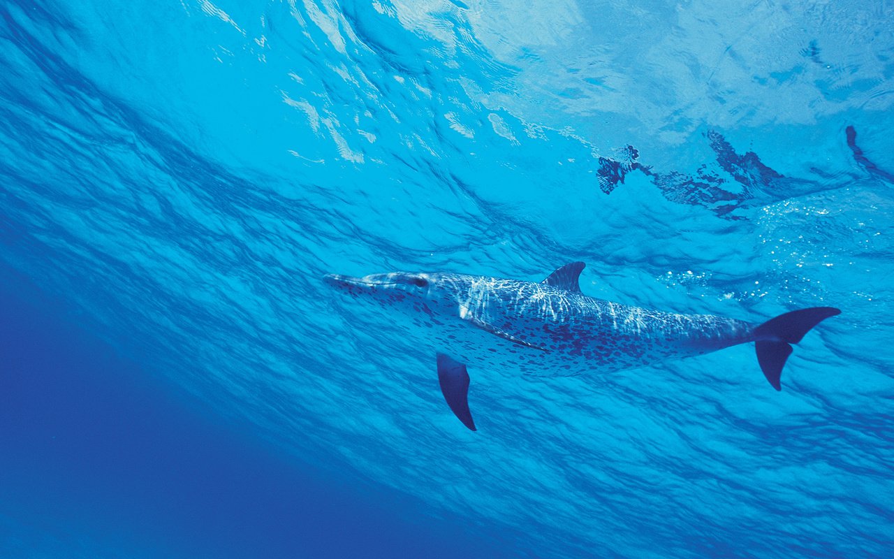 Обои вода, море, дельфин, подводный мир, water, sea, dolphin, underwater world разрешение 2048x1152 Загрузить