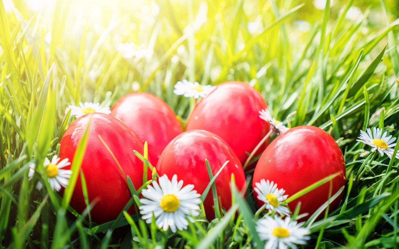 Обои цветы, трава, ромашки, корзина, пасха, яйца крашеные, flowers, grass, chamomile, basket, easter, the painted eggs разрешение 5184x3456 Загрузить