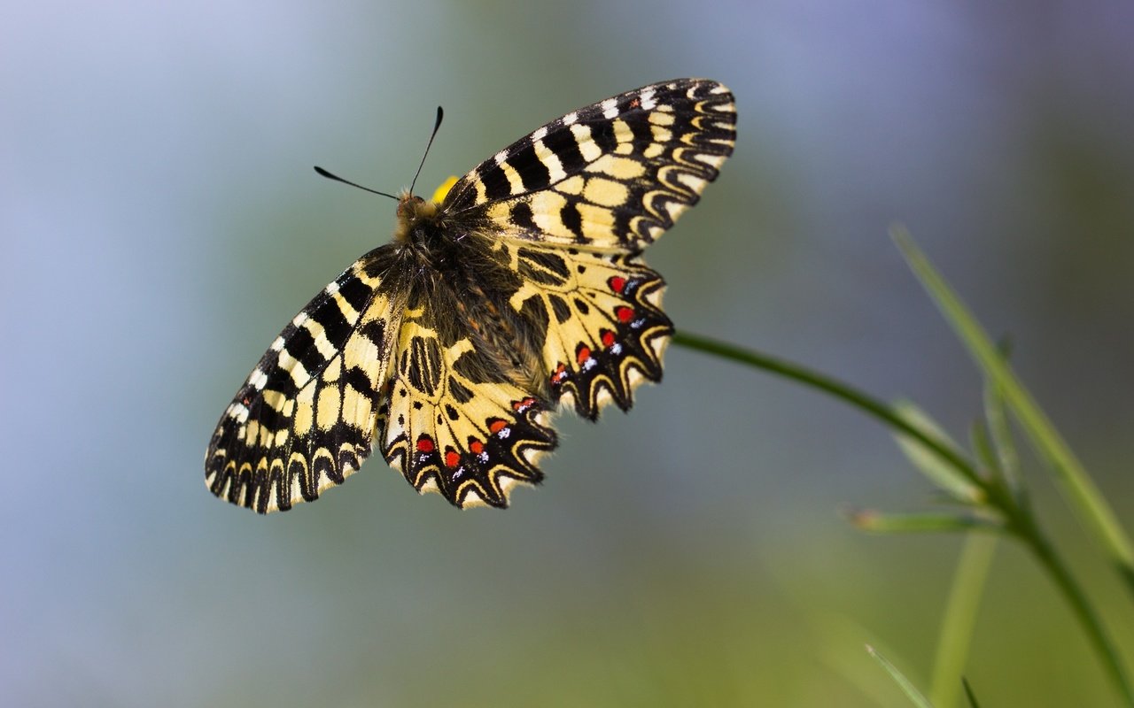 Обои макро, бабочка, боке, macro, butterfly, bokeh разрешение 1920x1200 Загрузить